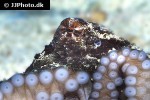 octopus cyanea   smoothskin octopus  