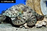 octopus cyanea   smoothskin octopus  