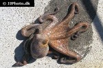 octopus vulgaris   common octopus  