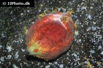 paracucumaria tricolor   sea apple  