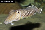 sepia officinalis   common cuttlefish  