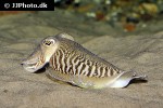 sepia officinalis   common cuttlefish  