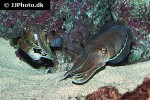 sepia pharaonis   pharaoh cuttlefish  