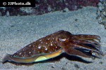 sepia pharaonis   pharaoh cuttlefish  