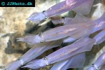 sepioteuthis lessoniana   bigfin reef squid  