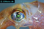 sepioteuthis lessoniana   bigfin reef squid  