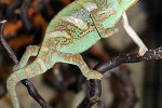 chamaeleo calyptratus   veiled chameleon  
