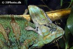 chamaeleo calyptratus   veiled chameleon  