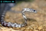 pantherophis guttata   corn snake  