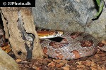 pantherophis guttata   corn snake  