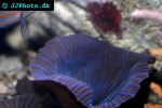 discosoma coeruleus   metallic blue mushroom polyp  