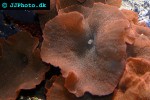 discosoma spp   mushroom polyp  