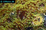 ricordea florida   florida false coral  