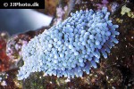ricordea spp   false coral  