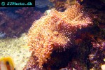 ricordea yuma   yuma false coral  