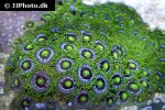 zoanthus spp   coloured button polyp  
