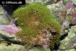 clavularia viridis   green star polyp coral  