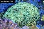 euphyllia paradivisa   branching frogspawn coral  