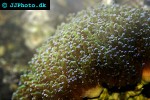 euphyllia spp   torch coral  