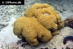 favia spp   pineapple coral  