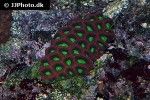 favites complanata   larger star coral  