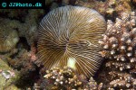 fungia concinna   mushroom coral  
