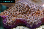 fungia spp   mushroom coral  