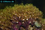goniopora spp   flowerpot coral  