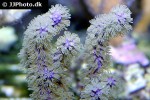 gorgonia spp   soft coral  