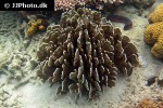 heliopora coerulea   blue coral  