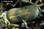 herpolitha limax   toungue coral  
