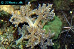 lemnalia spp   tree coral  