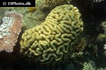 lobophyllia spp   lobed brain coral  