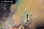lobophytum spp   lobed leather coral  