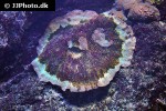merulina spp   ruffled lettuce coral  