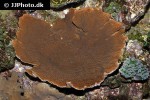 montipora capricornis   leaf plate coral  