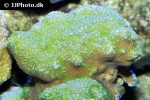 montipora danae   pokerstar coral  