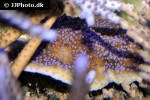 montipora danae   reverse pokerstar coral  