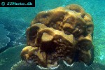 montipora danae   superman coral  