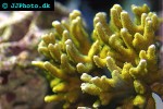 montipora digitata   orange velvet finger coral  