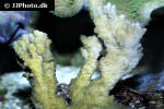 montipora hispida   pore coral  