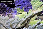 montipora spp   green blue laminar velvet coral  