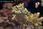 montipora spp   velvet coral  