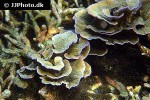 montipora spp   velvet coral  