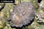 nemenzophyllia turbida   fox coral  
