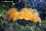 nemenzophyllia turbida   fox coral  