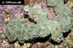 physogyra lichtensteini   pearl bubble coral  