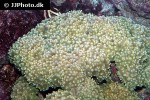 physogyra lichtensteini   pearl bubble coral  