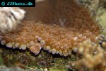 physogyra spp   pearl coral  