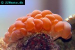 plerogyra sinuosa   bubble coral  